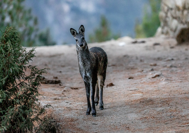 ムスクの香り 香水量り売り専門店【MELLフレグランス】