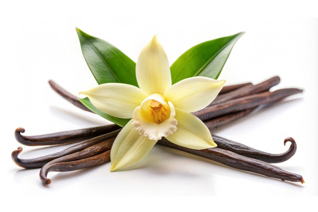 甘くて上品なヴァニラ香水おすすめ12選｜香りの特徴と選び方ガイド