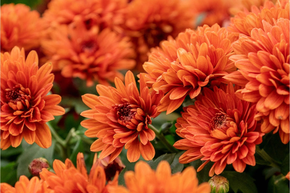 9月セール開催🌿香りで秋を迎える準備を！